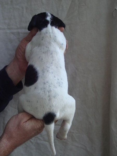 LILOU DU REVE D'ALICE