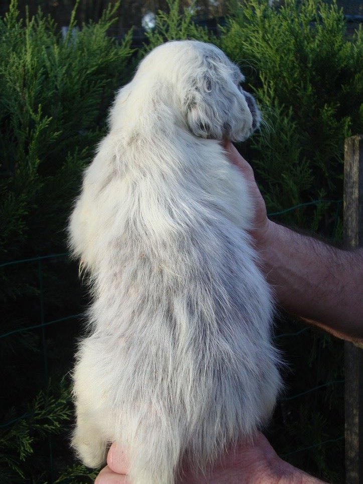 PUCE DU REVE D'ALICE