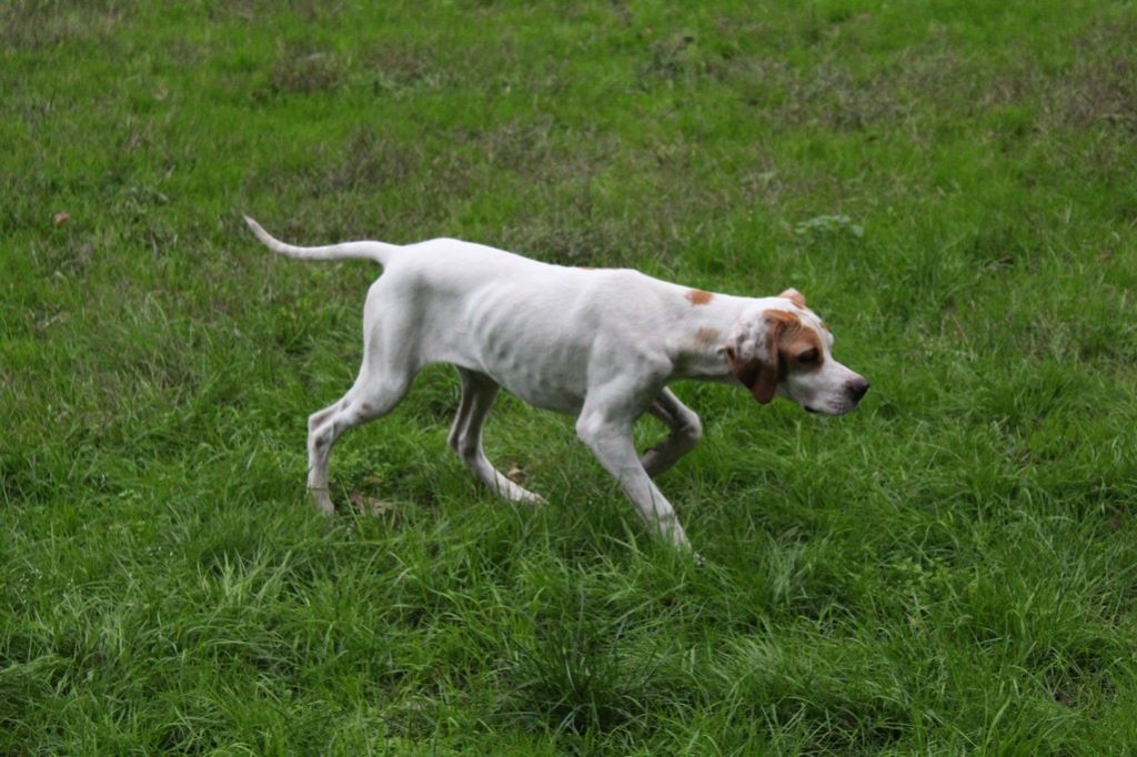 Femelle De Chien De Chasse 4 Lettres