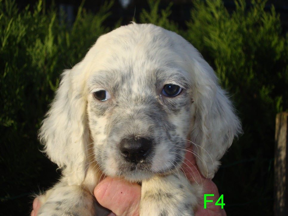 P'KIRA DU REVE D'ALICE