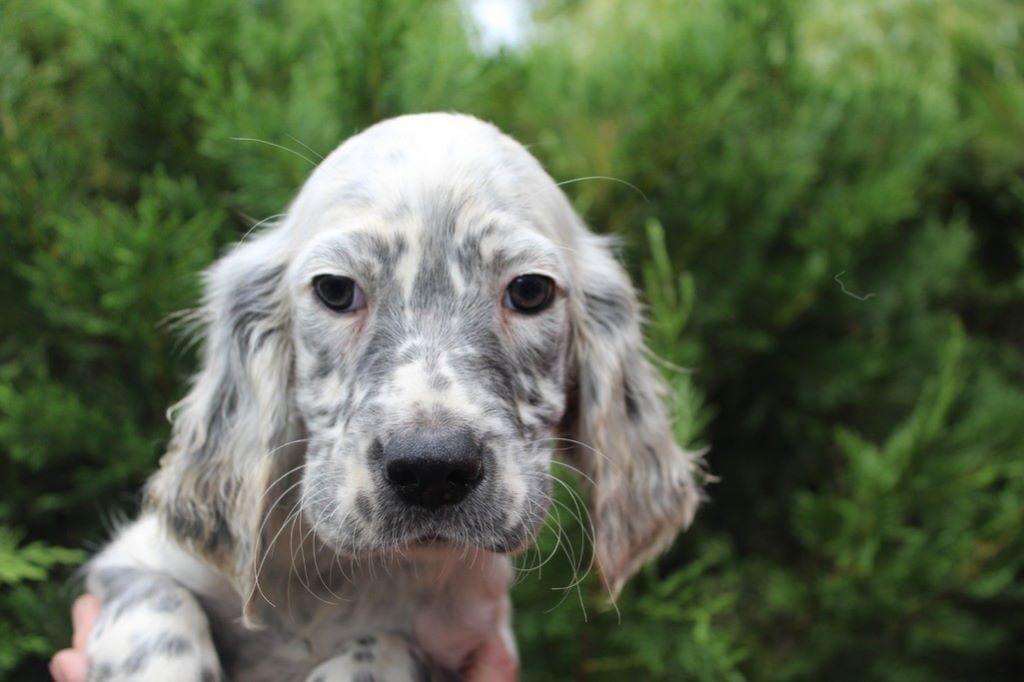 CHIOT - Setter anglais