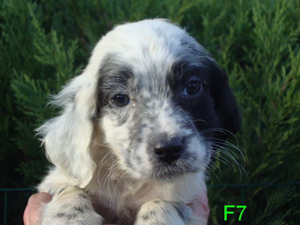 PLUME DU REVE D'ALICE