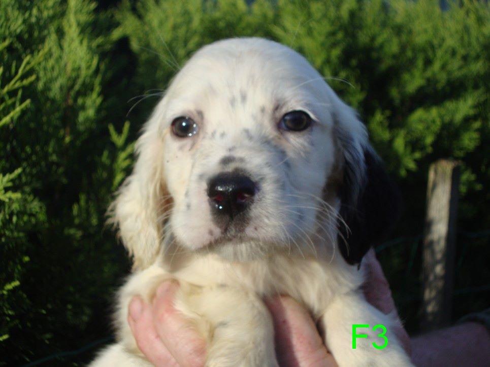 POUSHKA DU REVE D'ALICE