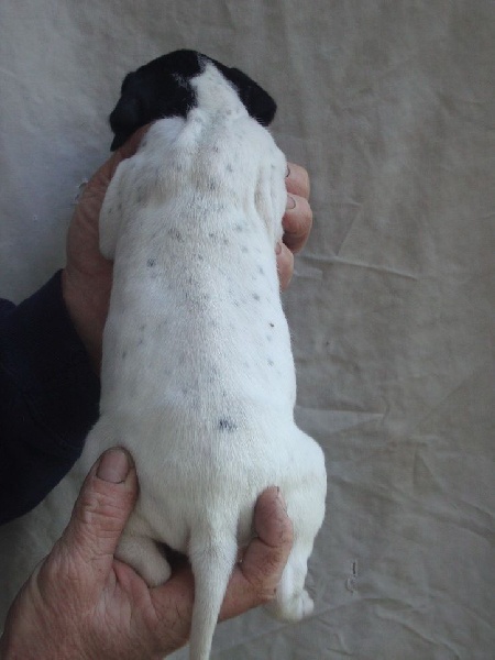 LOULA DU REVE D'ALICE