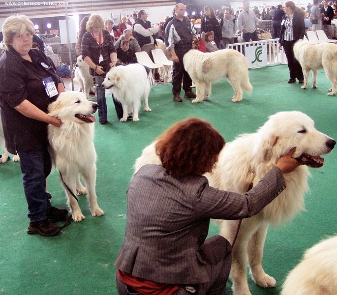 CH. Fax du Mas de Beauvoisin - 9ème excellent