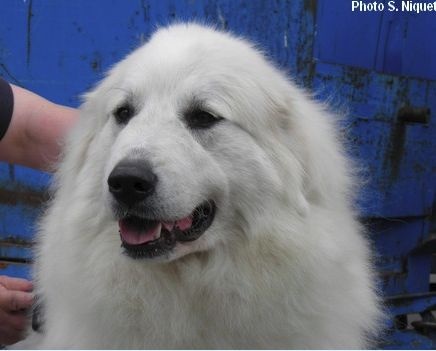 CH. pic d'anie Pastoure - 1 ER EXCELLENT - CACS