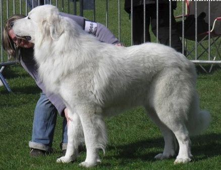 CH. Fax du Mas de Beauvoisin - 2eme EXC +