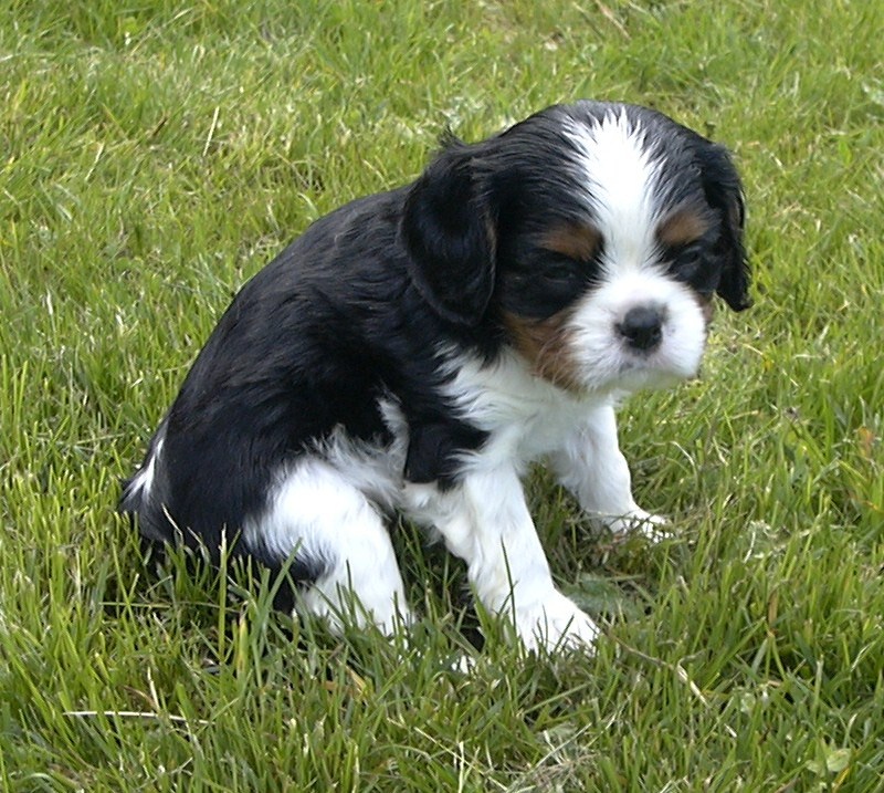 Publication : de la Divine Broutille Auteur : Gisbert-Billon Céline