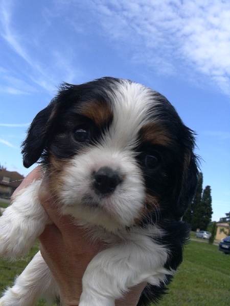 Publication : de la Divine Broutille Auteur : Gisbert-Billon Céline