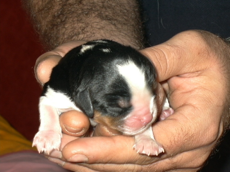 Publication : de la Divine Broutille Auteur : Gisbert-Billon Céline