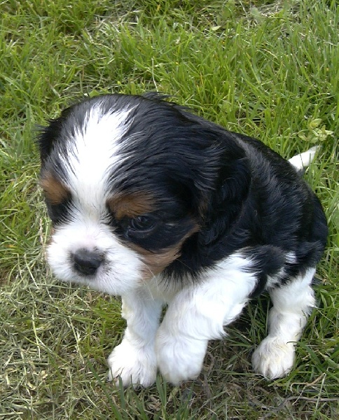 Publication : de la Divine Broutille Auteur : Gisbert-Billon Céline