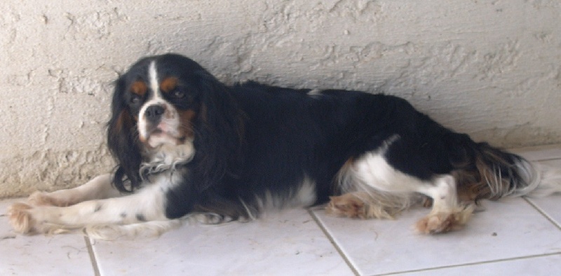 Publication : de la Divine Broutille Auteur : Gisbert-Billon Céline