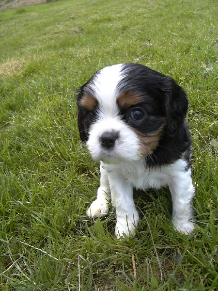 Publication : de la Divine Broutille Auteur : Gisbert-Billon Céline
