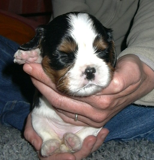 Publication : de la Divine Broutille Auteur : Gisbert-Billon Céline