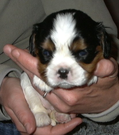 Publication : de la Divine Broutille Auteur : Gisbert-Billon Céline