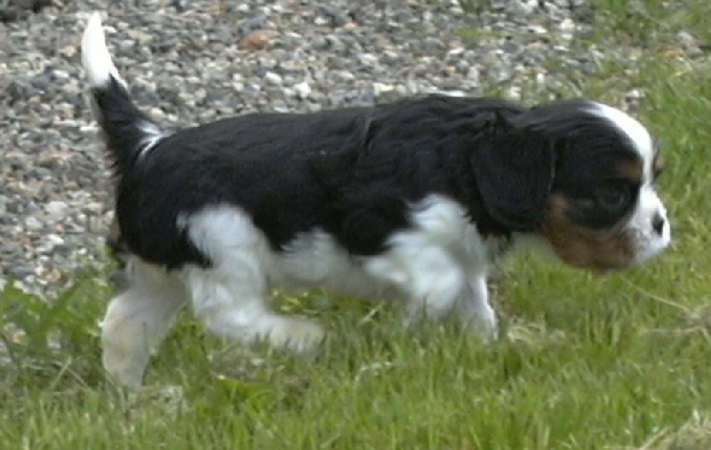 Publication : de la Divine Broutille Auteur : Gisbert-Billon Céline