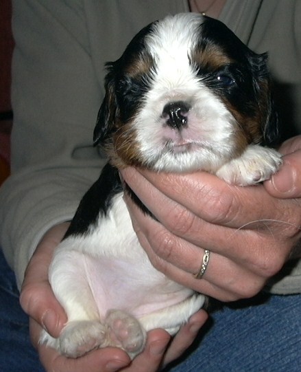 Publication : de la Divine Broutille Auteur : Gisbert-Billon Céline