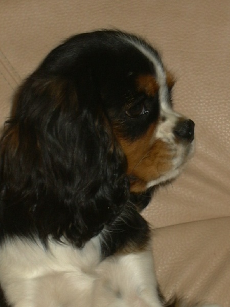 Publication : de la Divine Broutille Auteur : Gisbert-Billon Céline