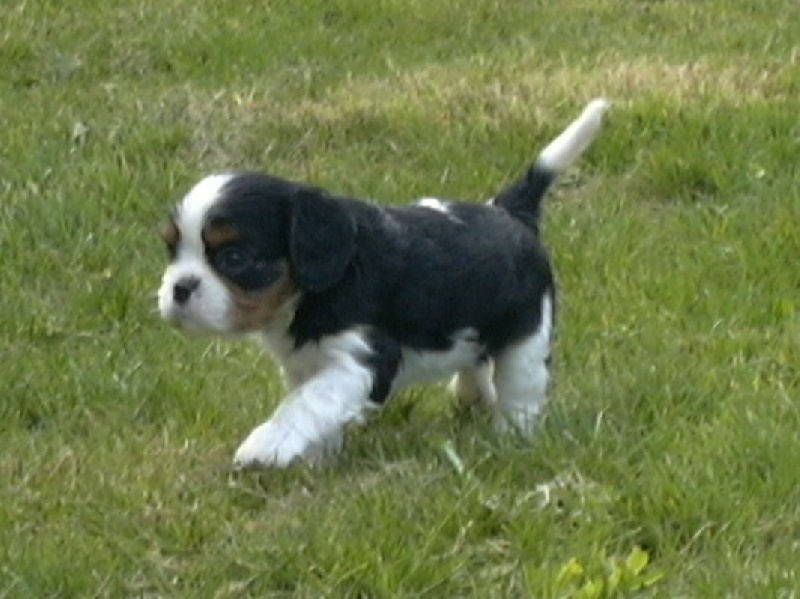 Publication : de la Divine Broutille Auteur : Gisbert-Billon Céline