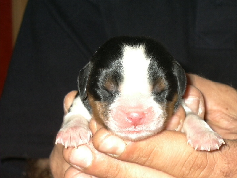 Publication : de la Divine Broutille Auteur : Gisbert-Billon Céline