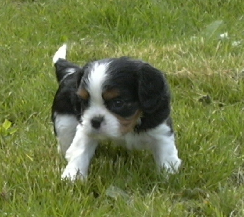 Publication : de la Divine Broutille Auteur : Gisbert-Billon Céline