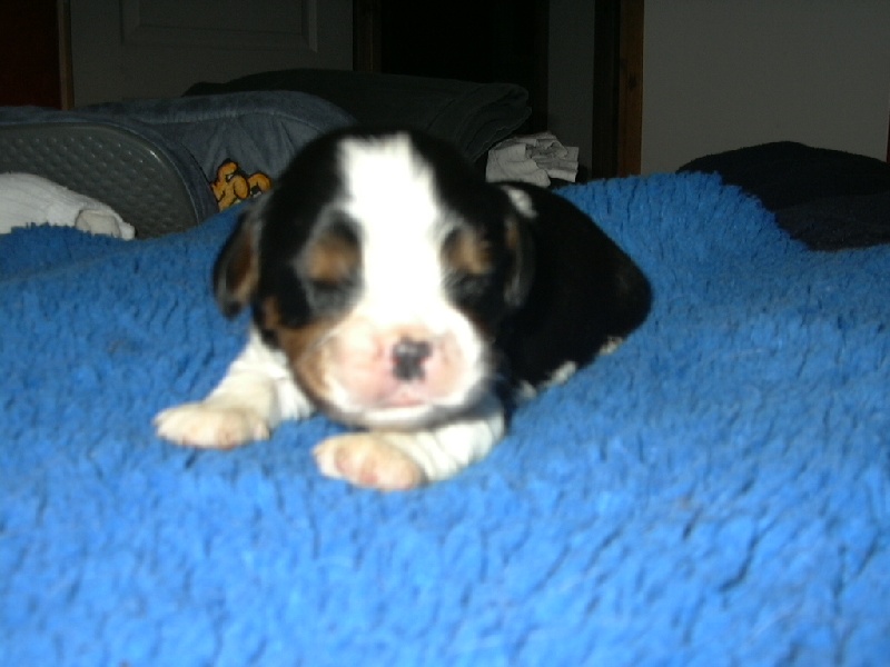 Publication : de la Divine Broutille Auteur : Gisbert-Billon Céline