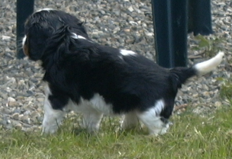 Publication : de la Divine Broutille Auteur : Gisbert-Billon Céline