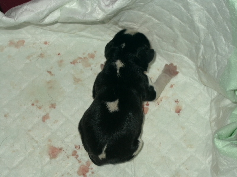 Publication : de la Divine Broutille Auteur : Gisbert-Billon Céline