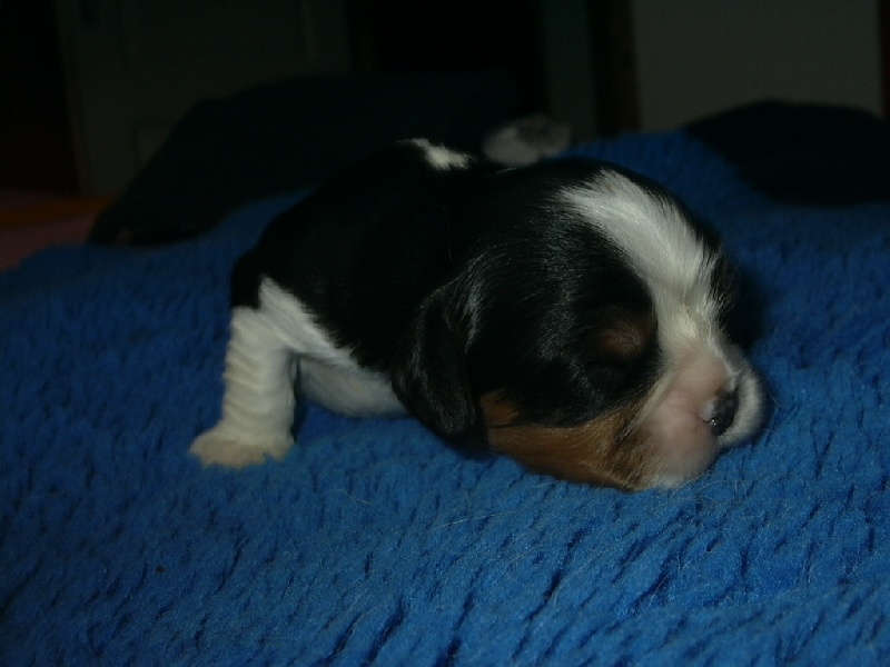 Publication : de la Divine Broutille Auteur : Gisbert-Billon Céline