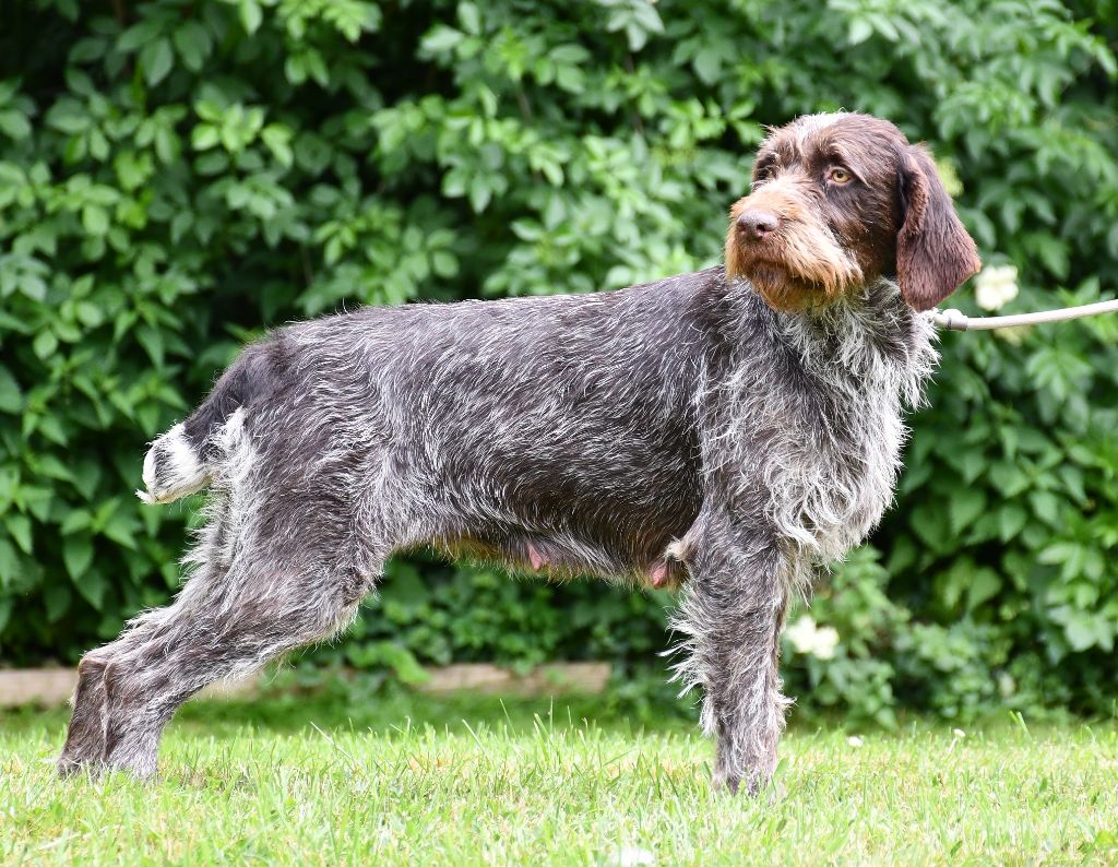 Publication : du pont du riot d'Esnes Auteur : e dupont