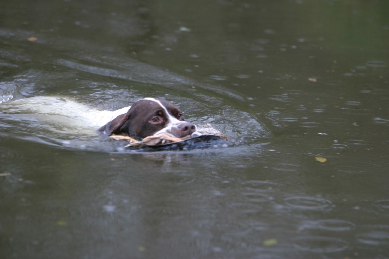 Publication : du pont du riot d'Esnes Auteur : Alain Korkus