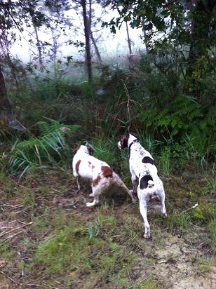 Publication : du pont du riot d'Esnes Auteur : dupont