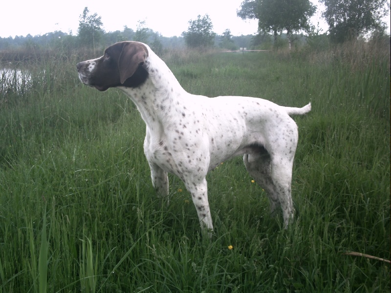 Publication : du pont du riot d'Esnes Auteur : Alain Korkus