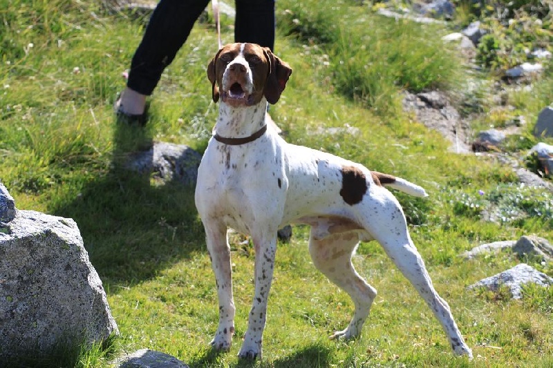 Publication : du pont du riot d'Esnes Auteur : dupont