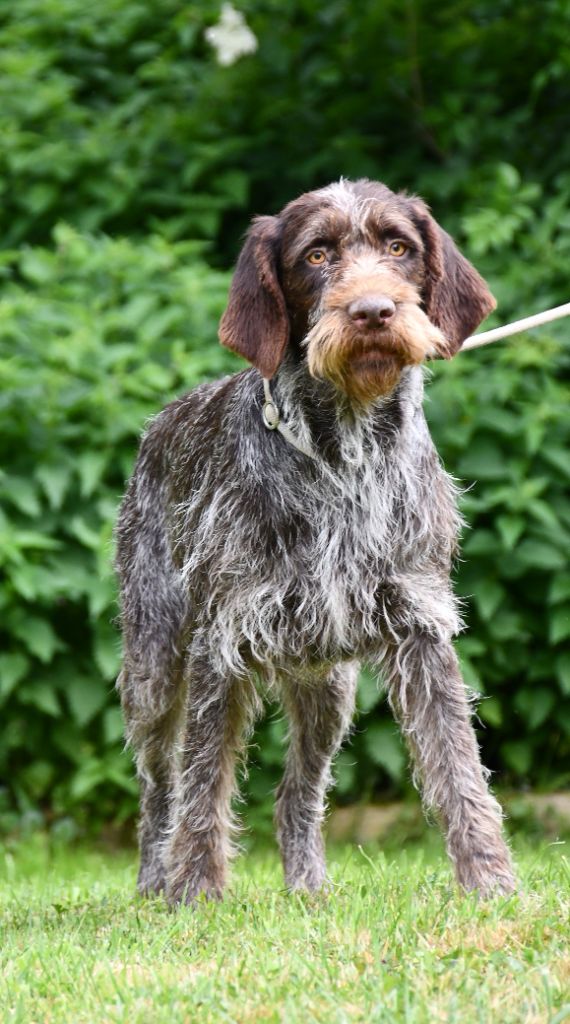 Publication : du pont du riot d'Esnes Auteur : e dupont