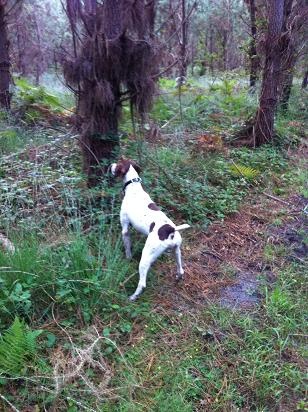 Publication : du pont du riot d'Esnes Auteur : dupont