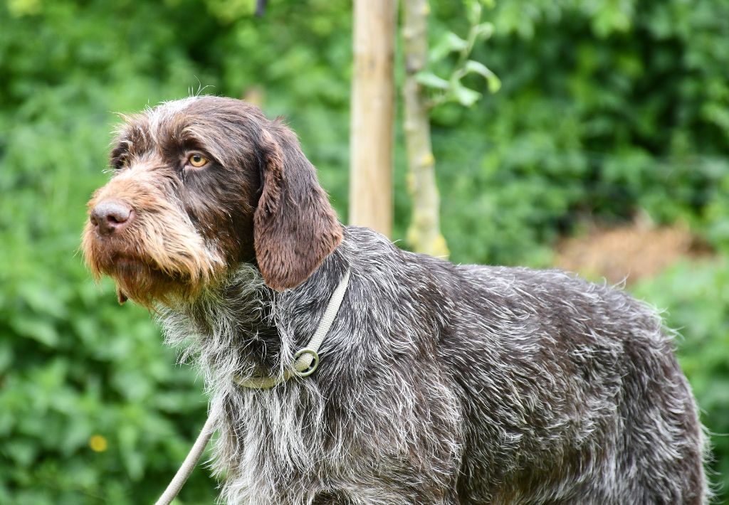 Publication : du pont du riot d'Esnes Auteur : e dupont