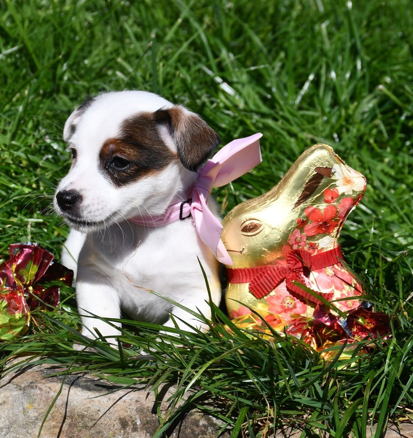Jack Russell Terrier - du pont du riot d'Esnes