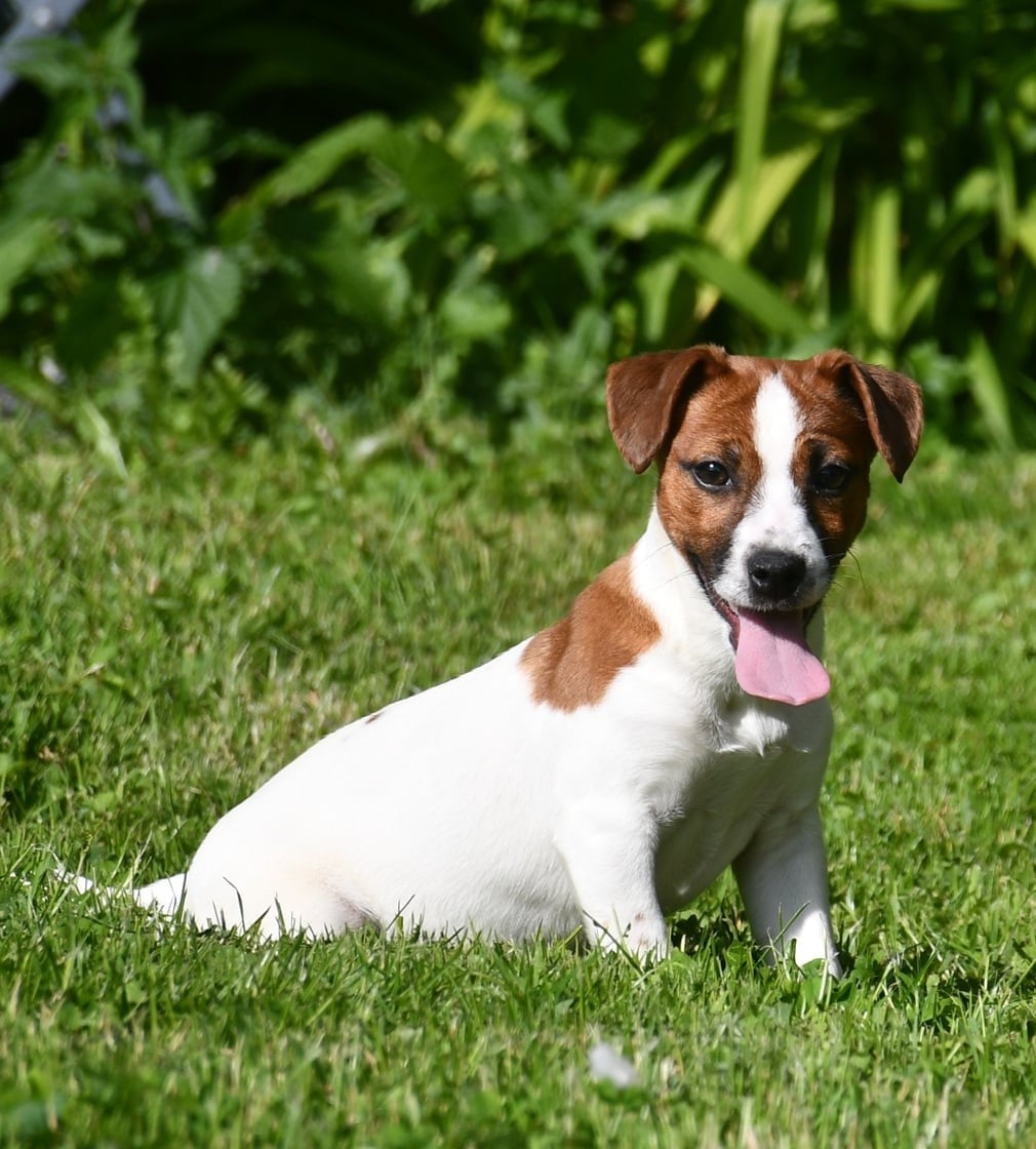 Jack Russell Terrier - du pont du riot d'Esnes