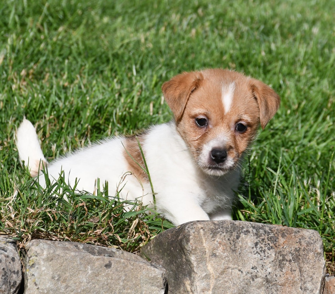 CHIOT 1