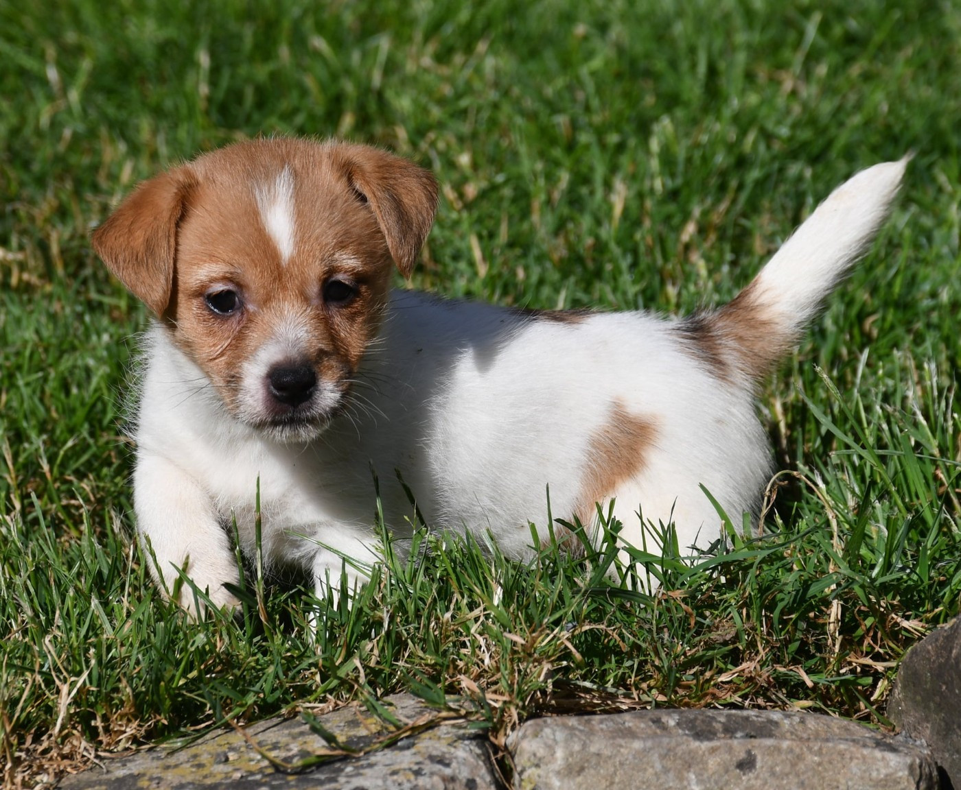 CHIOT 1