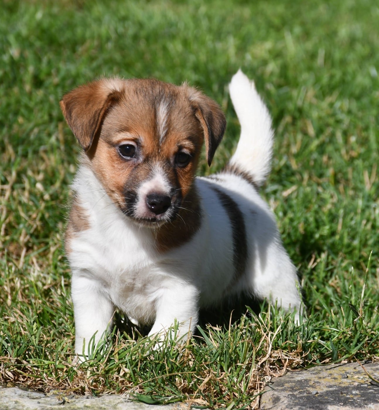 CHIOT 2
