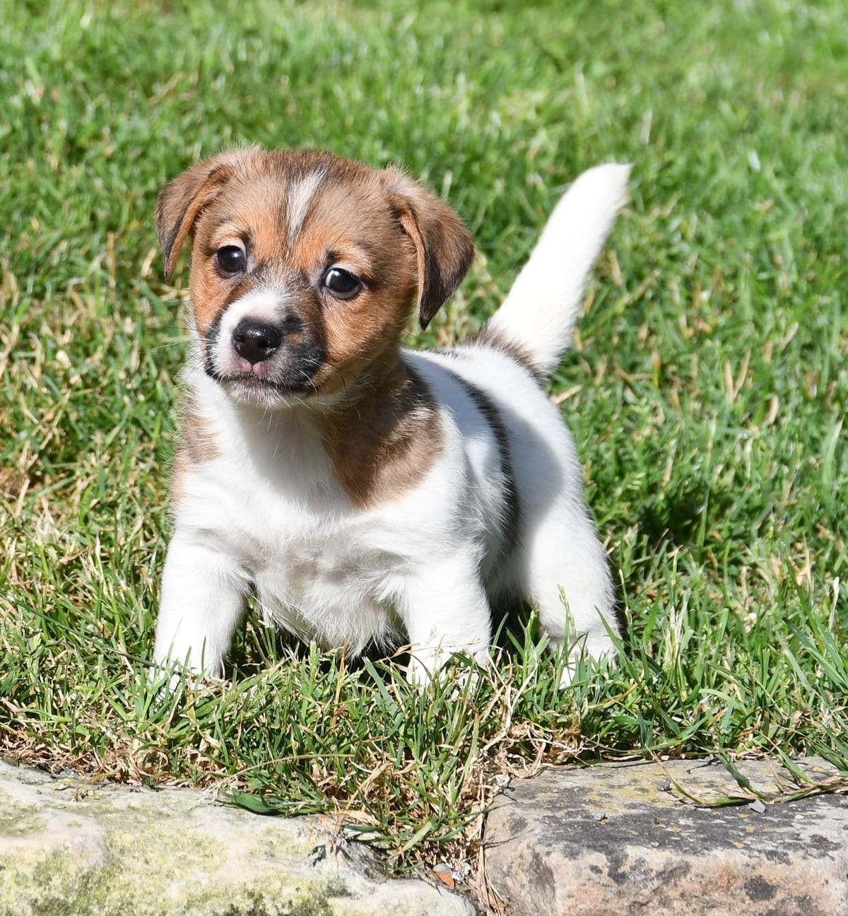 CHIOT 2