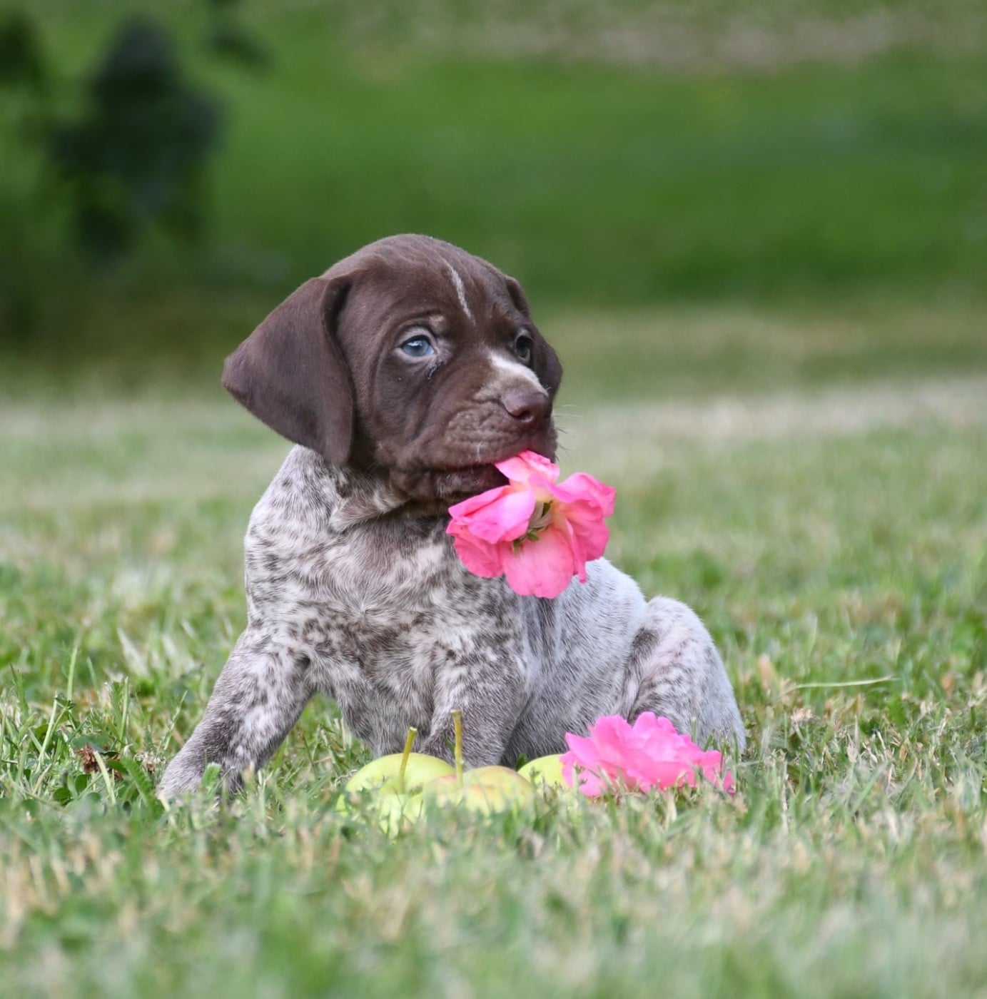 CHIOT 4