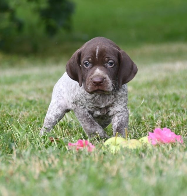 CHIOT 4