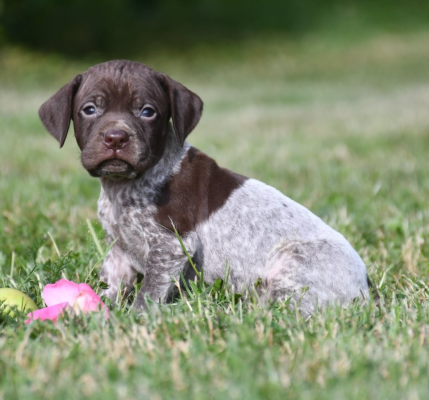 CHIOT 5