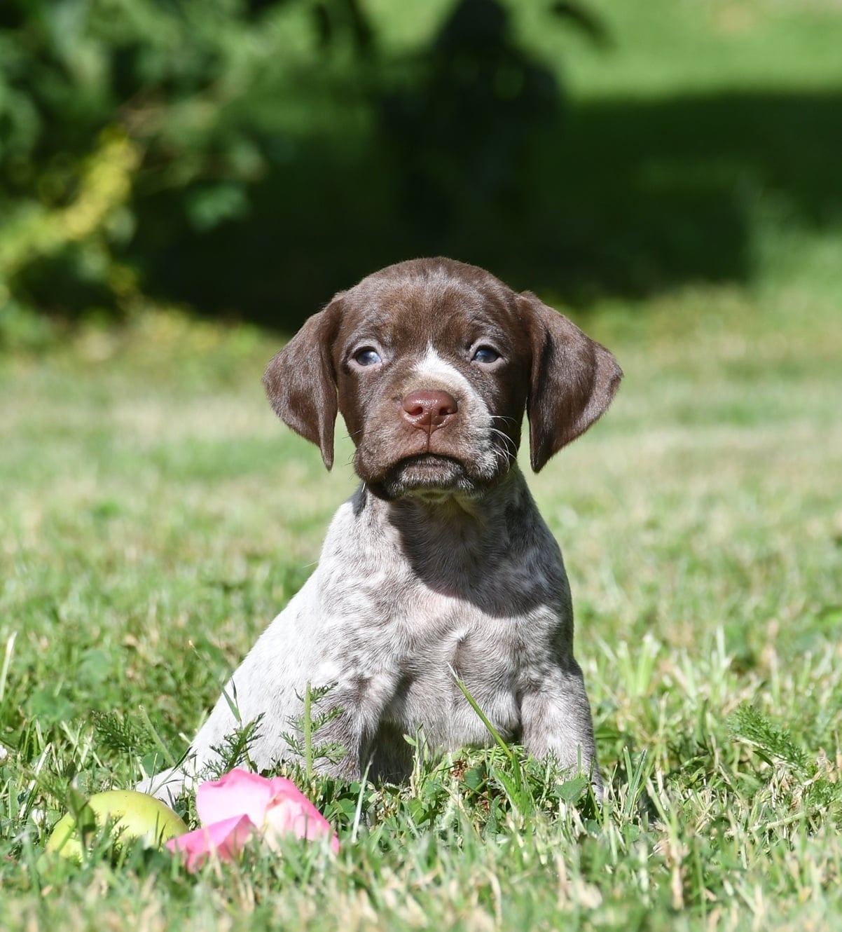 CHIOT 6