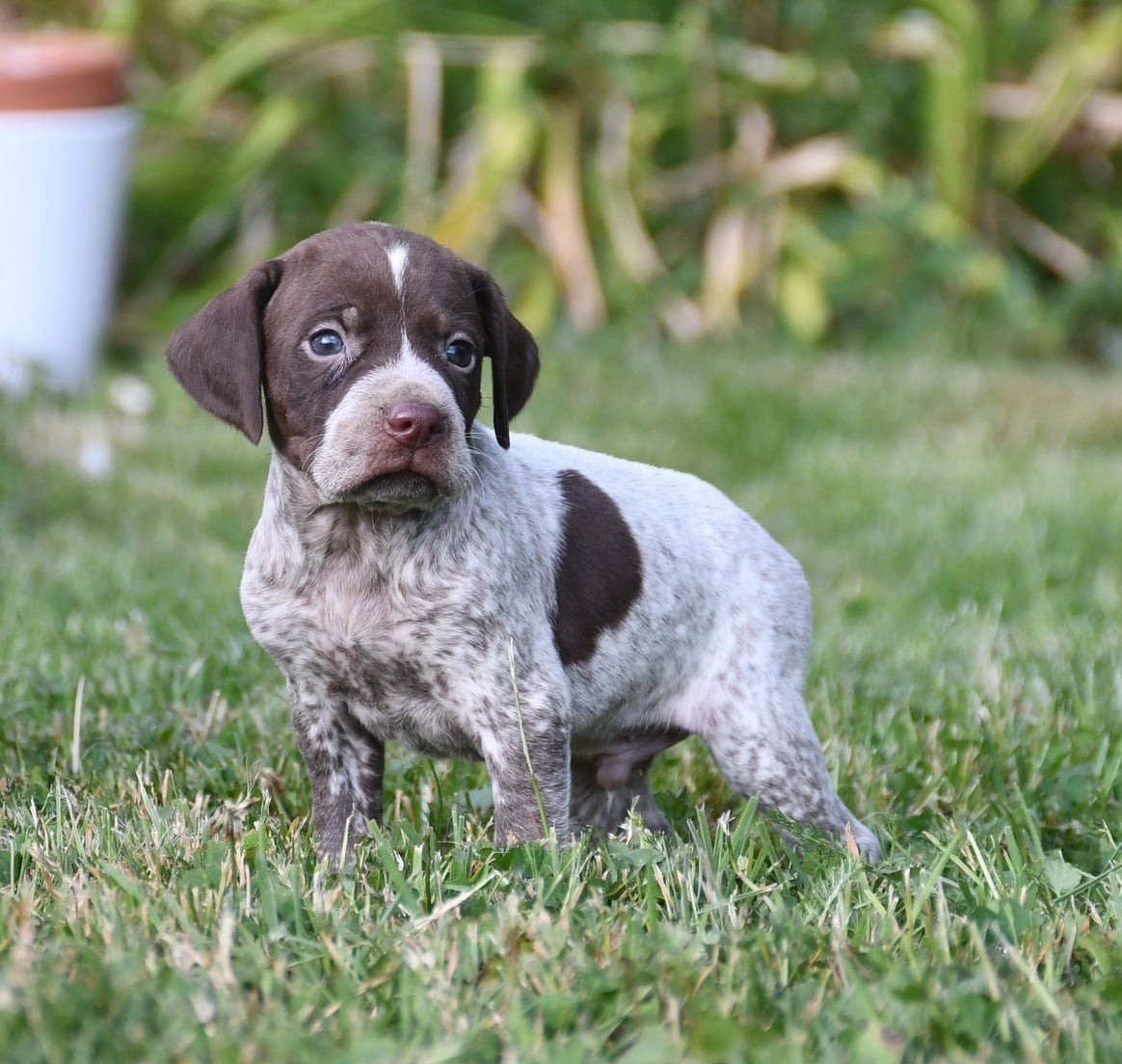 CHIOT 7