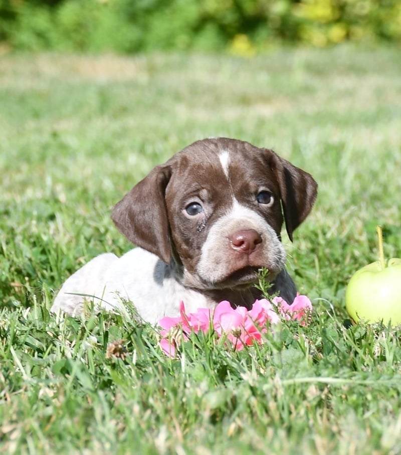 CHIOT 7
