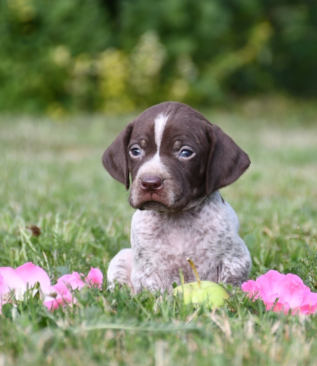 CHIOT 8